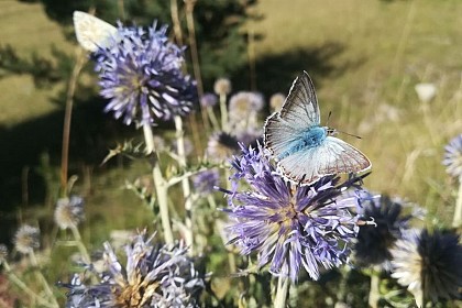 The Common Blue