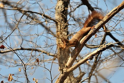 Red squirrel