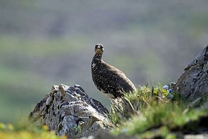 Rock Ptarmigan