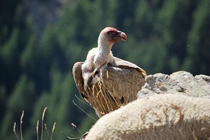 Griffon Vulture