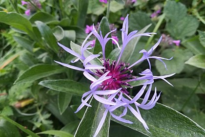 Mountain cornflower