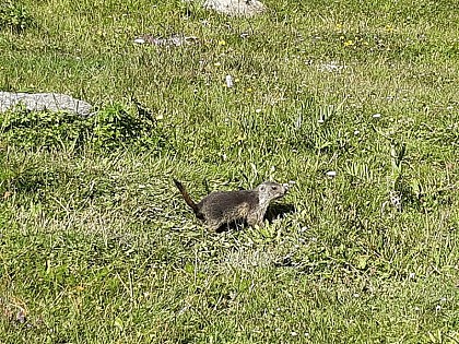 La marmotte