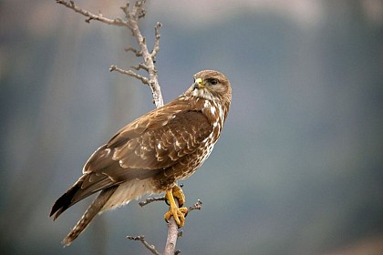 Common Buzzard
