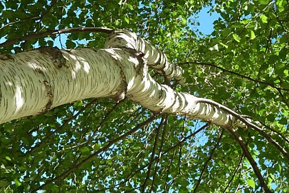 Silver birch