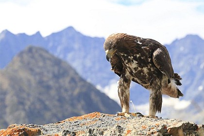 The Golden eagle