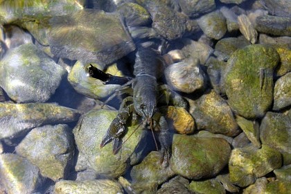 White-clawed crayfish