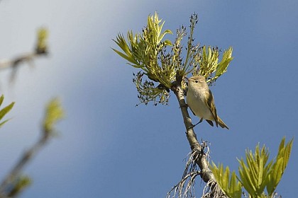 Western Bonelli's warbler