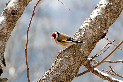 The goldfinch
