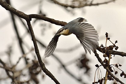 The wood nuthatch