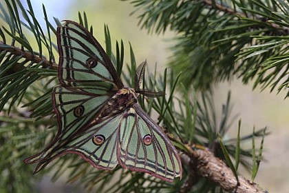 Graellsia isabellae or Spanish moon moth