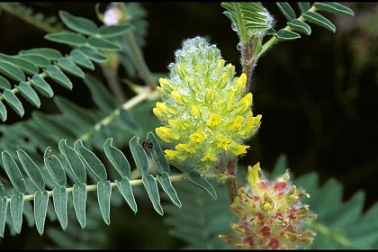 Astragalus centralpinus - Milkvetch