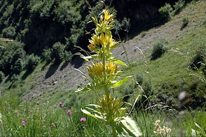 Great Yellow Gentian