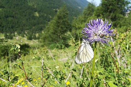 The black-veined white