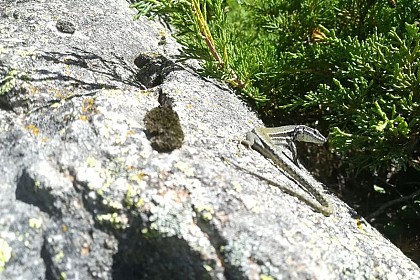 The common wall lizard