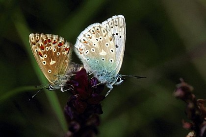 Adonis blue butterfly