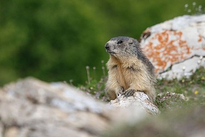 Marmot