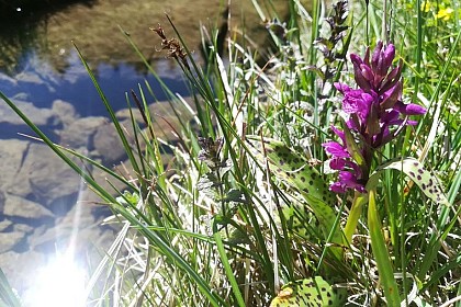 Alpine spotted orchid