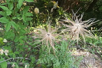 Pasqueflower in fruit