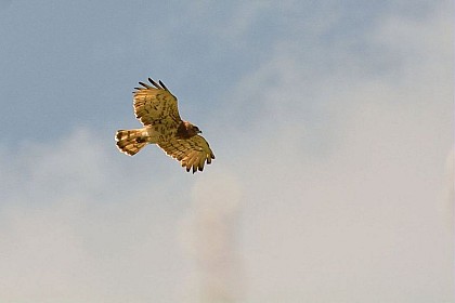 Short-toed Snake Eagle