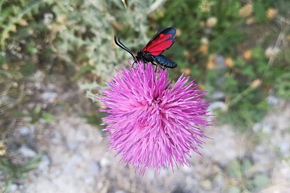 Zygaena hilaris