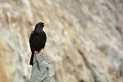 Alpine chough