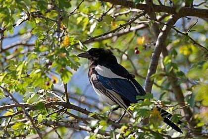 Common magpie