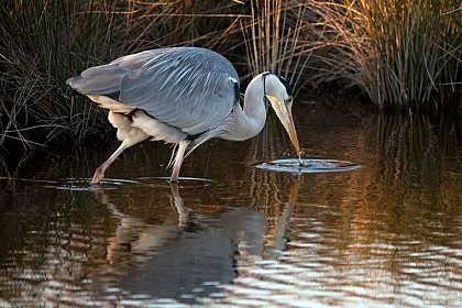 Grey heron