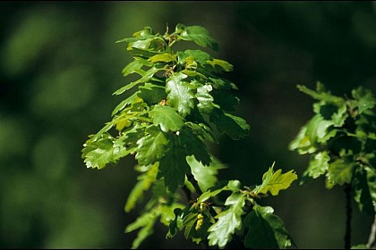 Downy oak