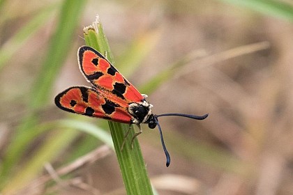 Burnet moth