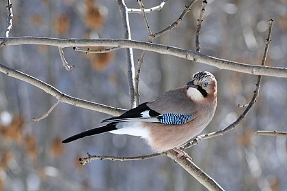Eurasian jay