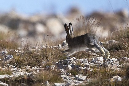 European hare