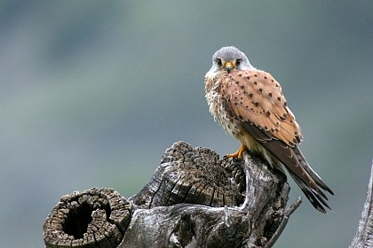 Common kestrel