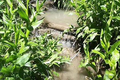 Ecological corridors