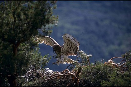 The short-toed snake eagle