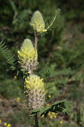 Fox-tail Milkvetch