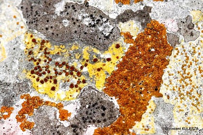 Lichen
