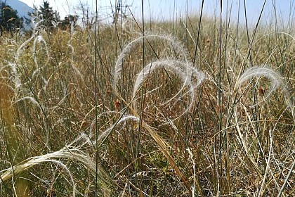 Le Stipe à tige laineuse