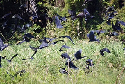Parc Ankarafantsika Majunga