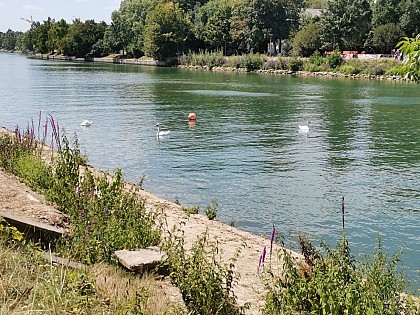 Croisière - Balade faune & flore commentée sur la Marne