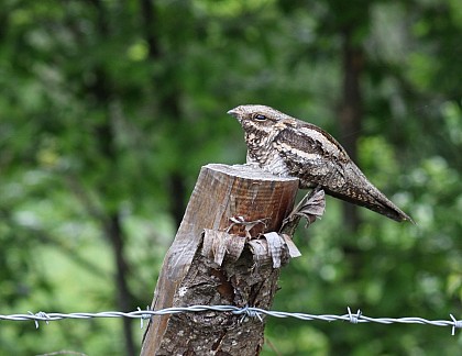 Réserve régionale des Coteaux du Fel