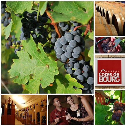 Côtes de Bourg vineyard
