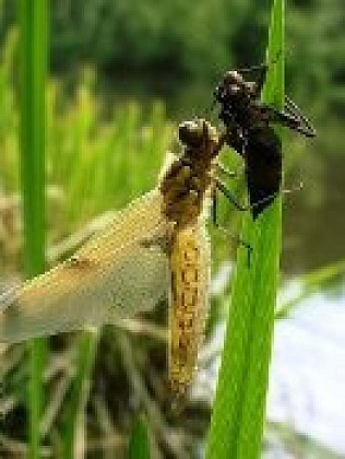 Balade aux Bois de l'Hospice