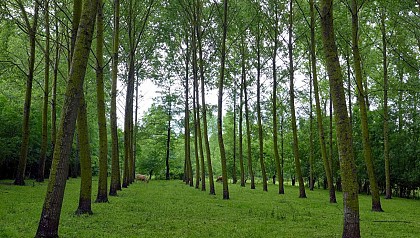 Sur la boucle à vélo vers Arçais