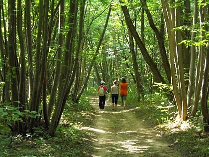 La forêt de Monceaux