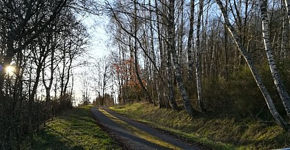 Forêt de Bouleaux Blancs