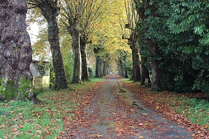 Allée des Platanes