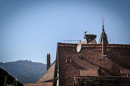 Gîte Guillaume-Le Hameau d'Eguisheim-Domaine GINGLINGER