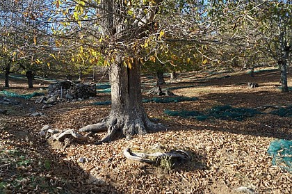 Chataigneraie communale à Marignana