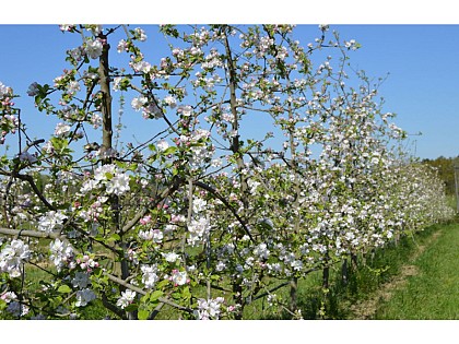 Philippe QUIOC - Les Vergers de Méquin