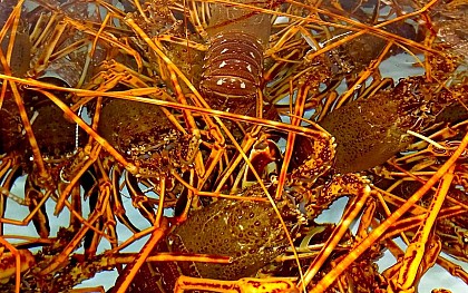 Visite guidée de la criée